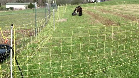 premier one electric goat fence